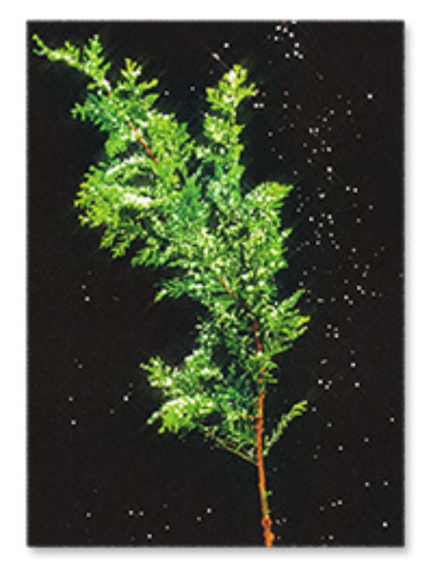 [4차 입고] [계절과 선물] 측백나무 엽서세트 · 정미정