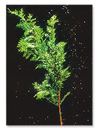 [4차 입고] [계절과 선물] 측백나무 엽서세트 · 정미정